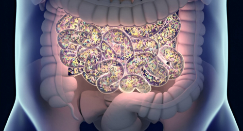 La connessione tra fibre alimentari e microbiota intestinale nei neonati: un'importanza cruciale per la salute a lungo termine